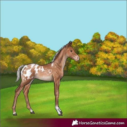 Horse Color:Silver Brown Pearl Sabino Tobiano Blanket Rabicano 