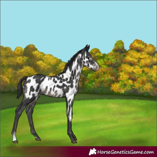 Horse Color:Black Sabino Near Leopard Rabicano 
