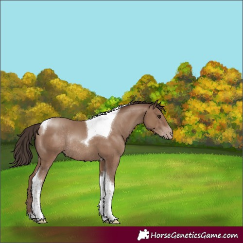 Horse Color:Classic Champagne Tobiano Rabicano 