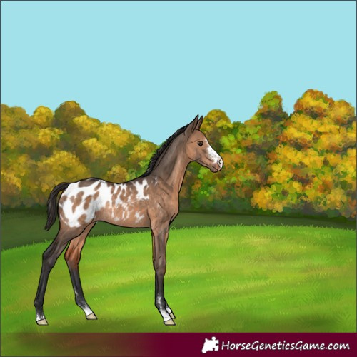 Horse Color:Brown Dun Blanket Rabicano 