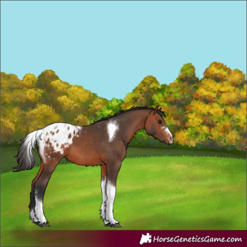 Horse Color:Bay Tobiano Varnish 
