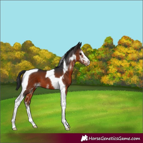 Horse Color:Brown Sabino Tobiano 