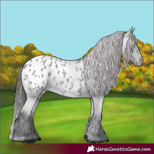 Horse Color:Blue Roan Appaloosa 