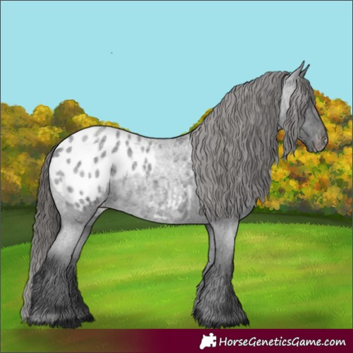 Horse Color:Blue Roan Appaloosa 