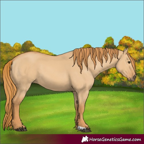 Horse Color:Red Dun 