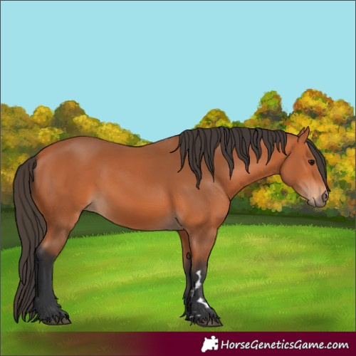 Horse Color:Bay 