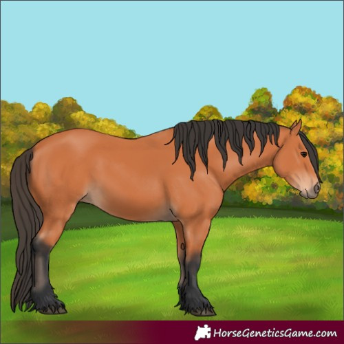 Horse Color:Bay 