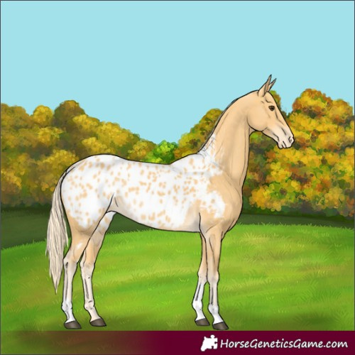 Horse Color:Palomino Tobiano Appaloosa