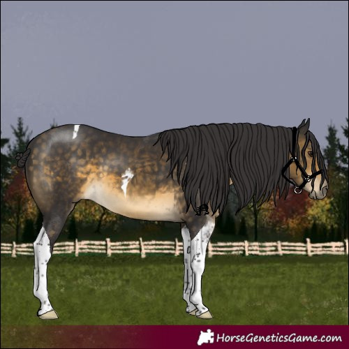 Horse Color:Buckskin Tobiano 