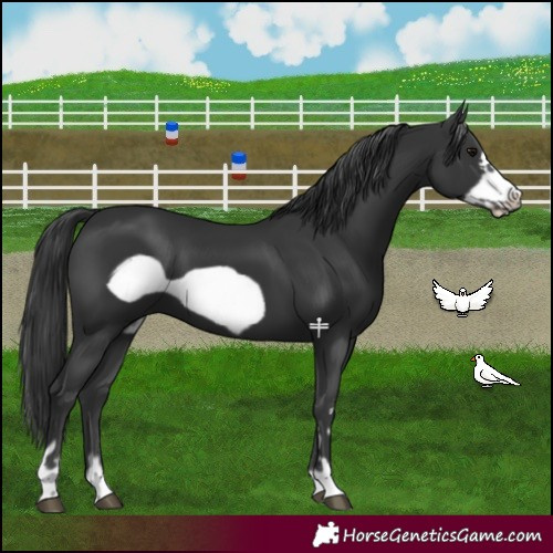 Horse Color:Black Frame 