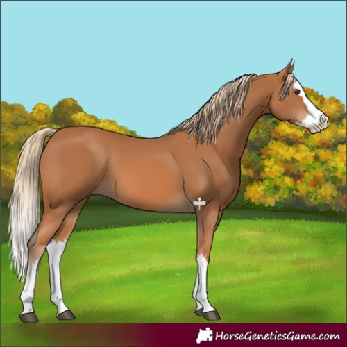 Horse Color:Chestnut Splash 