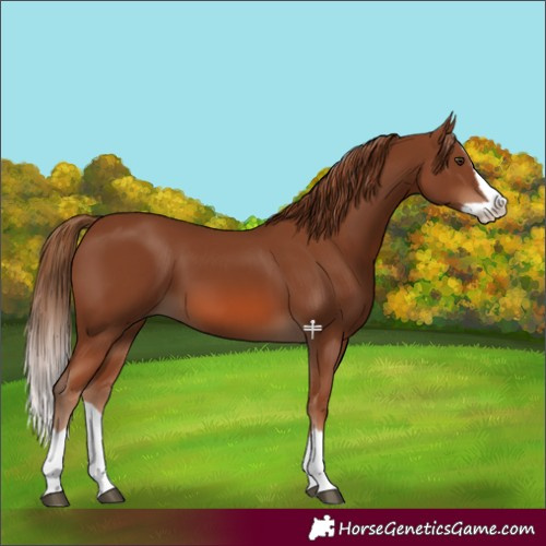Horse Color:Chestnut Splash 
