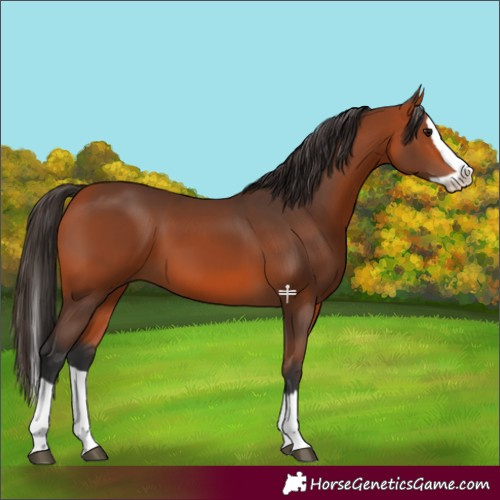 Horse Color:Bay Splash 