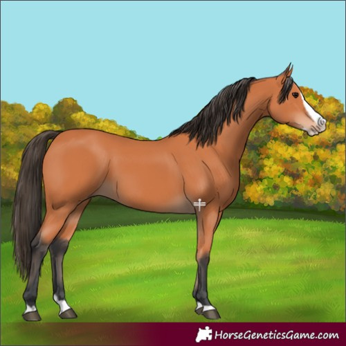 Horse Color:Bay Splash 