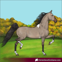 Horse Color:Brown Dun Tobiano 