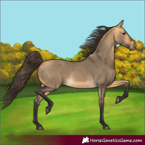 Horse Color:Buckskin Dun 