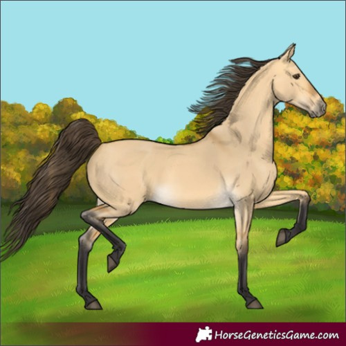 Horse Color:Buckskin Dun 