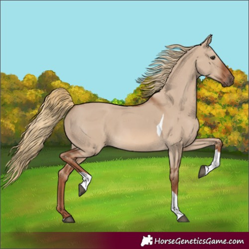 Horse Color:Red Dun Tobiano 