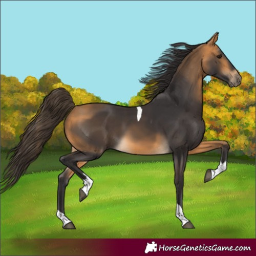 Horse Color:Buckskin Tobiano 