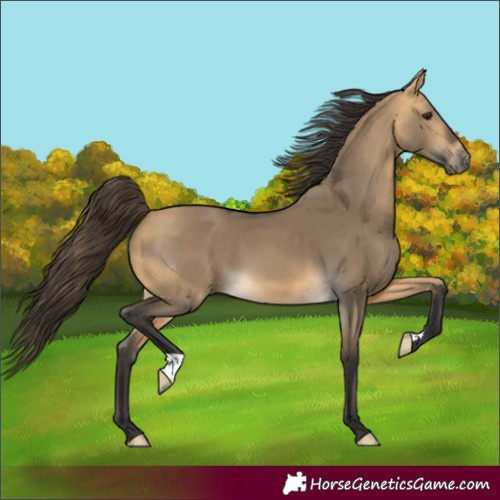 Horse Color:Buckskin Dun 
