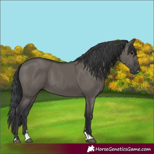 Horse Color:Grullo 