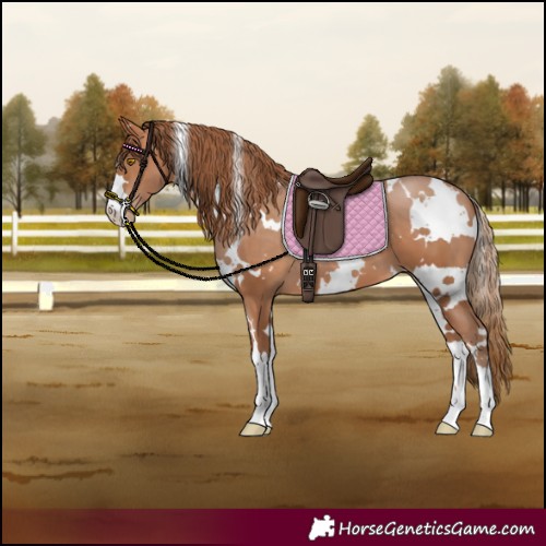 Horse Color:White Spotted Brown Pearl 