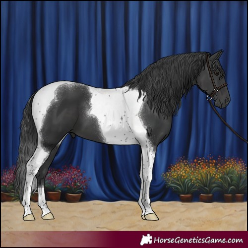 Horse Color:Black Tobiano 