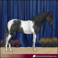 Horse Color:Black Tobiano 