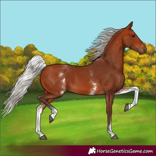 Horse Color:White Spotted Silver Bay 