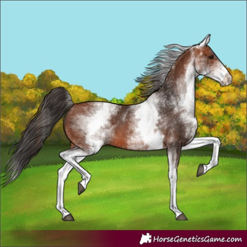 Horse Color:White Spotted Bay 