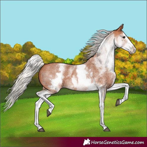 Horse Color:White Spotted Silver Bay Roan Splash 