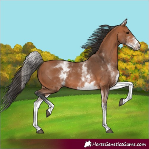 Horse Color:White Spotted Bay 