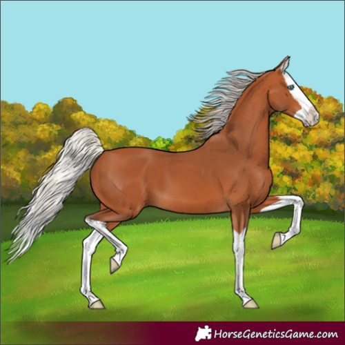 Horse Color:Silver Bay Splash 