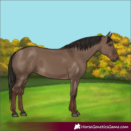 Horse Color:Liver Red Dun Rabicano 