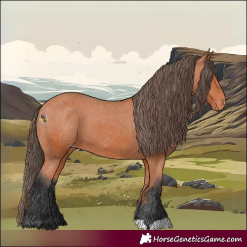 Horse Color:Bay Appaloosa 