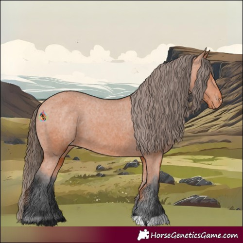 Horse Color:Bay Appaloosa 