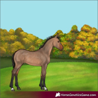 Horse Color:Bay Dun
