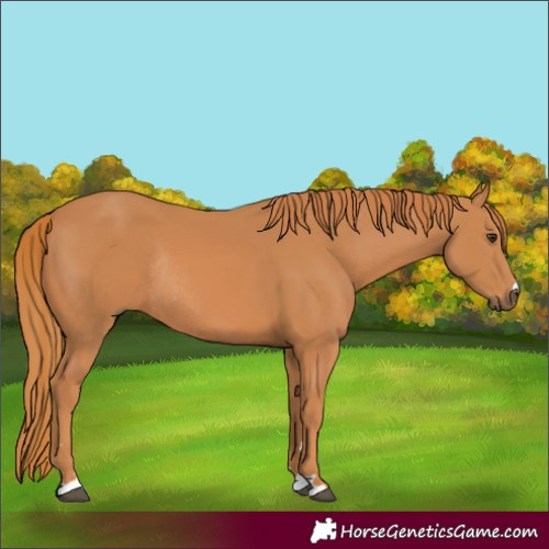 Horse Color:Chestnut Rabicano 