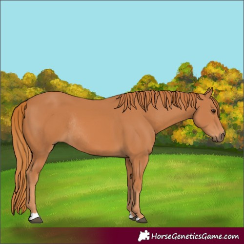 Horse Color:Chestnut Rabicano 