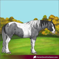 Horse Color:Blue Roan Splash Tobiano Varnish