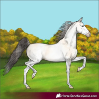 Horse Color:White Spotted Amber Cream Champagne 