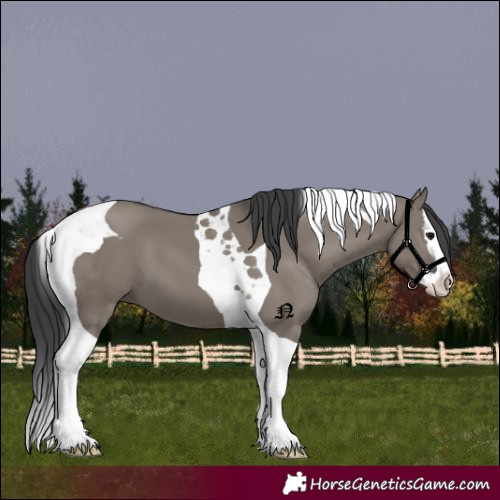 Horse Color:Grullo Splash Tobiano 