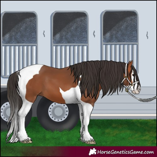 Horse Color:Bay Splash Tobiano 