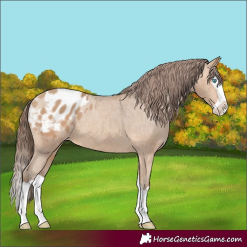 Horse Color:Amber Champagne Splash Appaloosa 
