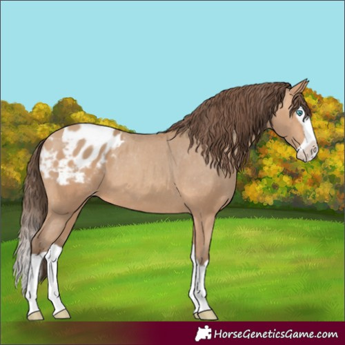 Horse Color:Amber Champagne Splash Appaloosa 