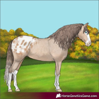 Horse Color:Amber Champagne Splash Appaloosa