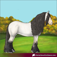Horse Color:Buckskin Roan Dun Splash