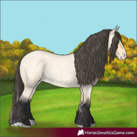 Horse Color:Buckskin Roan Dun Splash 