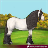 Horse Color:Buckskin Roan Dun Splash 