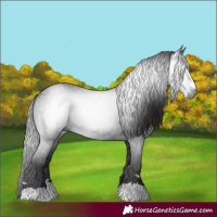 Horse Color:Gray Black 